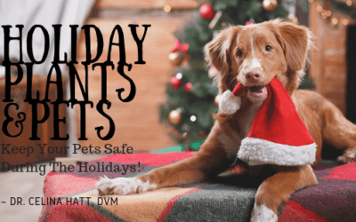 Holiday Plants & Pets