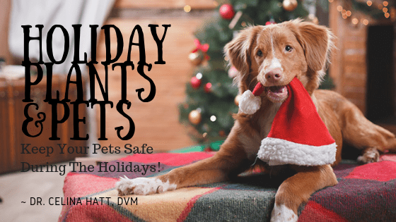Holiday Plants & Pets