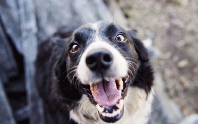 5 Ugly Truths About Your Pets Mouth