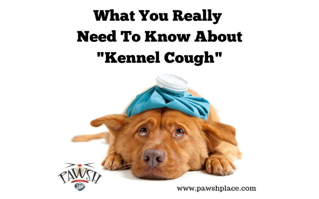 Kennel Cough Information from Pawsh Place