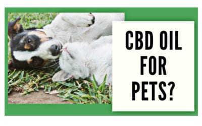 Cannabinoids for Pets