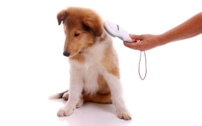 Microchipping Your Pet