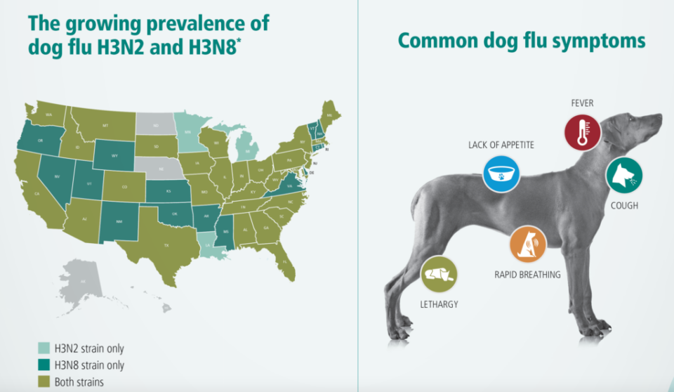 Canine Influenza Outbreak - Pawsh Place Veterinary Center & Boutique