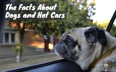 The Facts About Dogs and Hot Cars