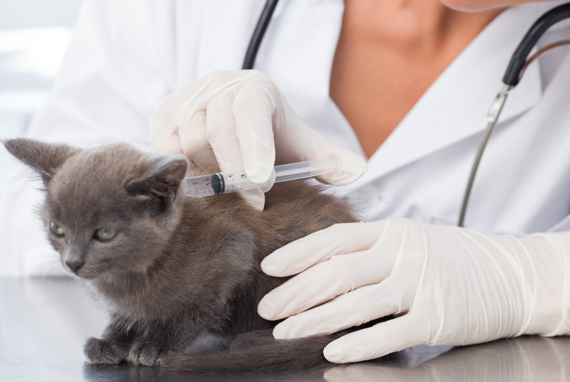 Which Vaccines Does Your Puppy or Kitten Really Need?