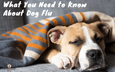 Canine Influenza Outbreak Blog