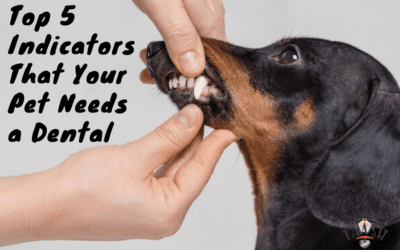 Top 5 Indicators That Your Pet Needs a Dental