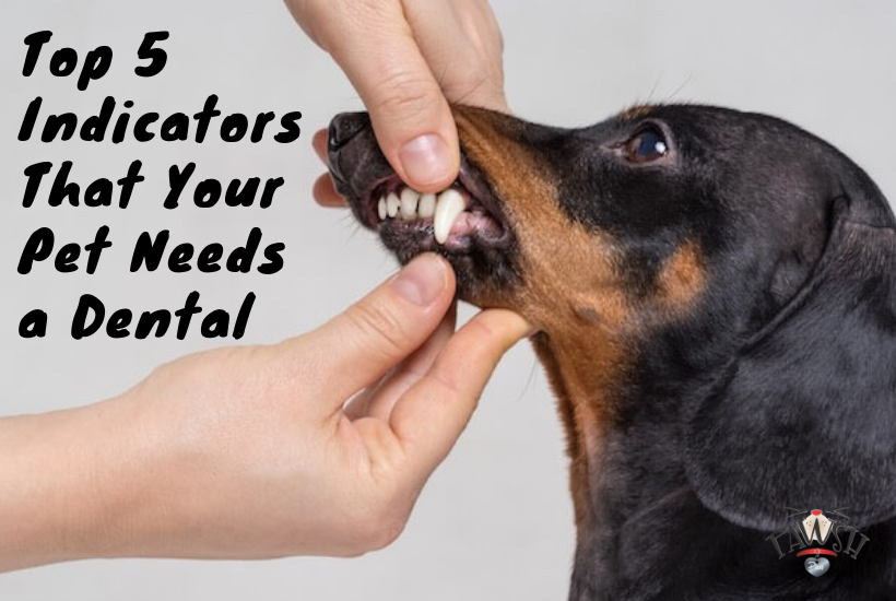 do dogs need annual dental cleaning