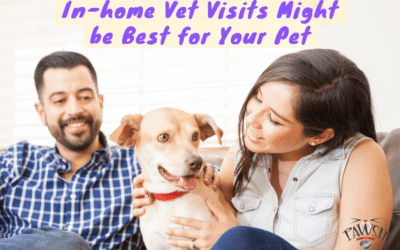 In-home Vet Visits Might be Best for Your Pet