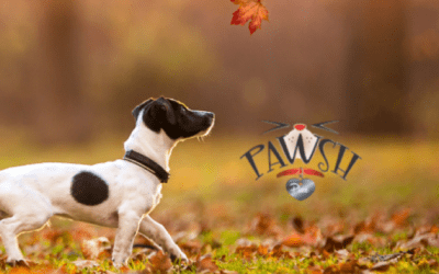 Fall Pet Safety