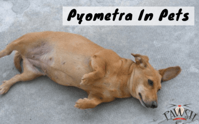 Pyometra In Pets