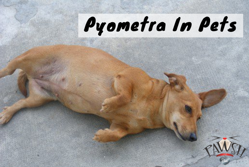 can cephalexin antibiotic be used for prometra in dogs