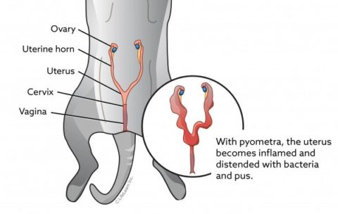 Pyometra In Pets | Pawsh Place Veterinary Center & Boutique