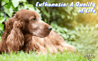 Euthanasia: A Quality of Life