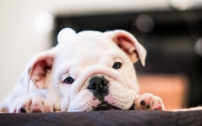 Prevent Separation Anxiety From Developing in Your Puppy