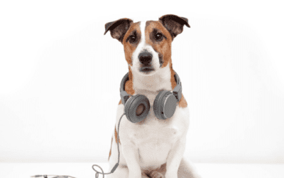 Dogs Dig Calm Musical Vibes