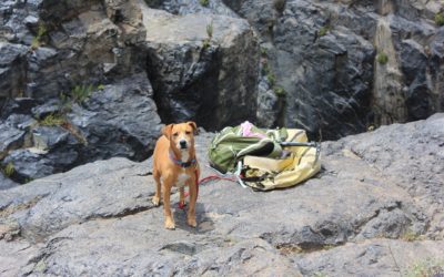 Tips to Enjoy Camping with Your Pet This Summer