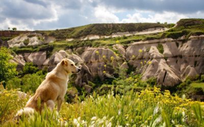 Hiking Safety Tips for Pets This Summer