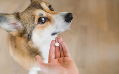 Secrets To Medicate Your Pet