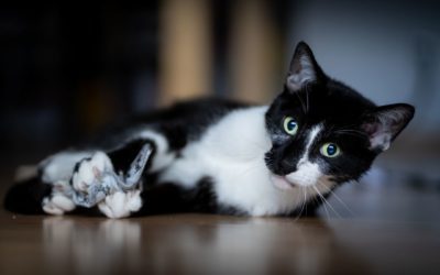 3 Enrichment Tips For Your Cat