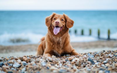 Is it a Good Idea to Bring Your Pet with You On Your Summer Vacation?