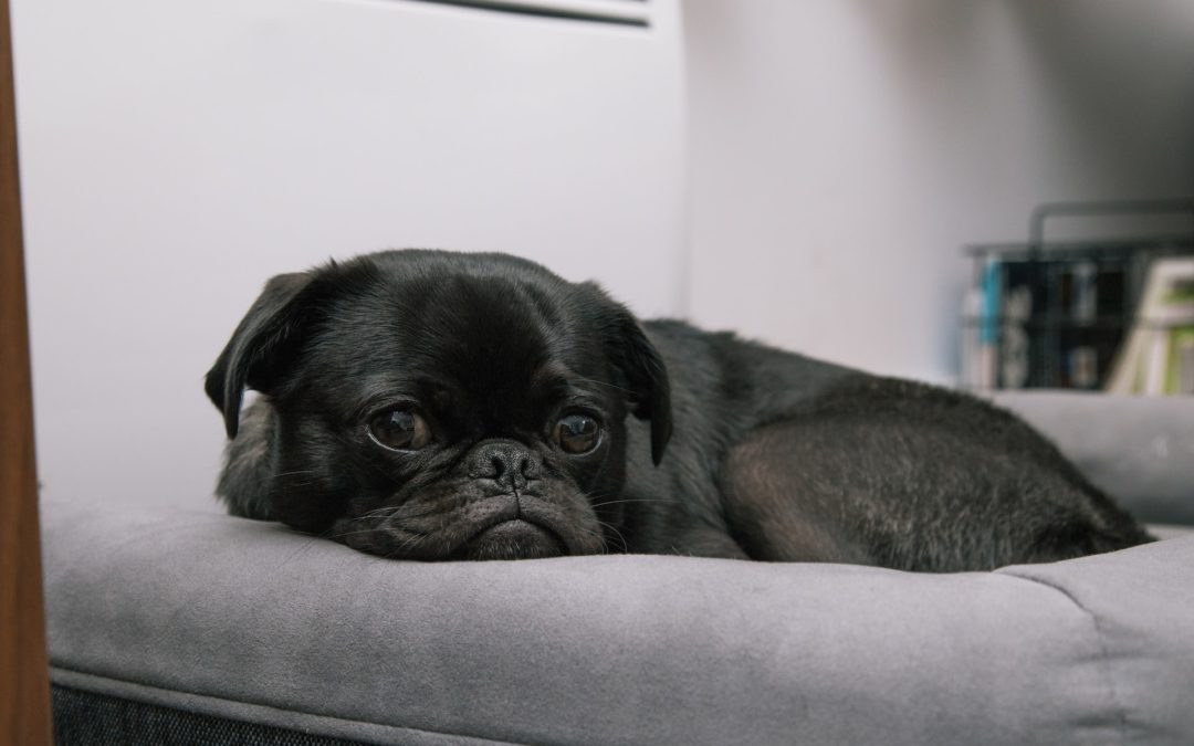 Black pug lying down on a gray bed