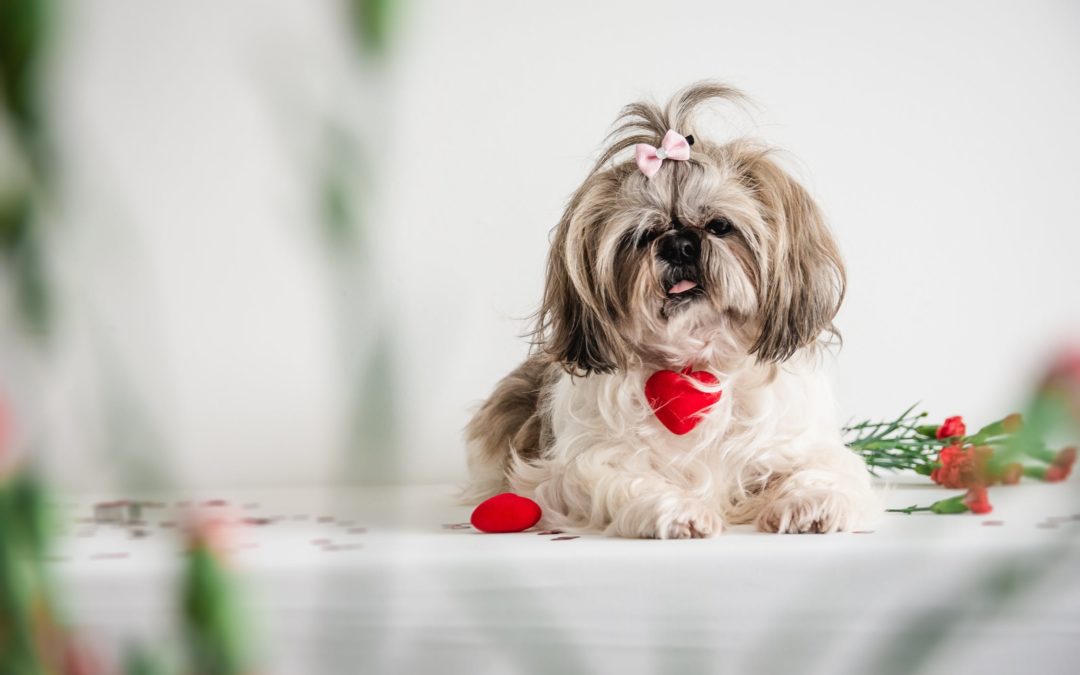 White and gray dog laying with bow