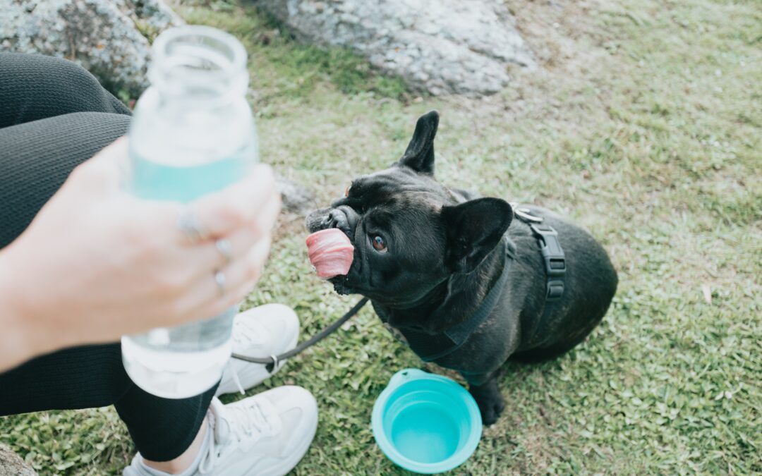 Why It’s Important to Keep Your Pet Hydrated in the Summer