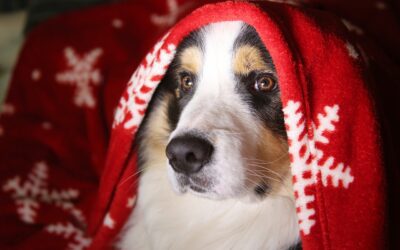 A Guide to Holiday Pet Safety