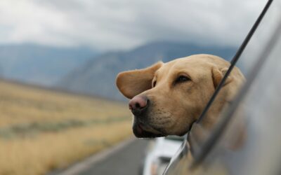 On the Road Again: Pet Travel Essentials and Safety Tips