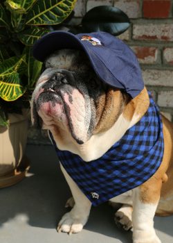 Emmitt Emmitt