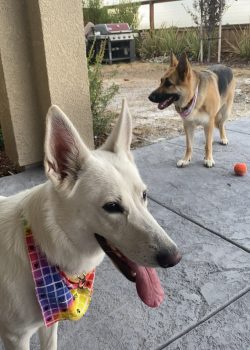 Kona and Storm Kona and Storm