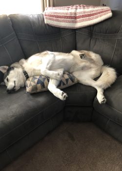 Maximus Maximus