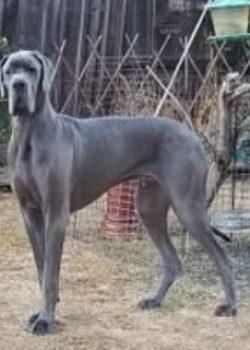 Mr.-Benjamin-Button-Bleu-Rescue-Dane-Extraordinairé-2 Mr.-Benjamin-Button-Bleu-Rescue-Dane-Extraordinairé-2